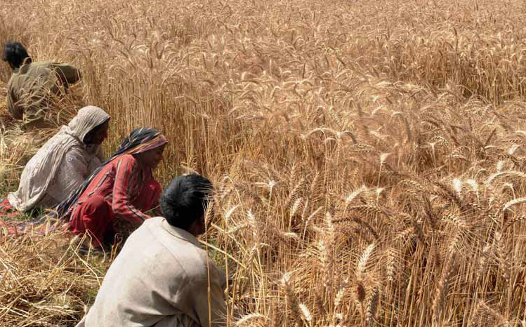 Asian agribulk Bumper harvest feeds Indian optimism